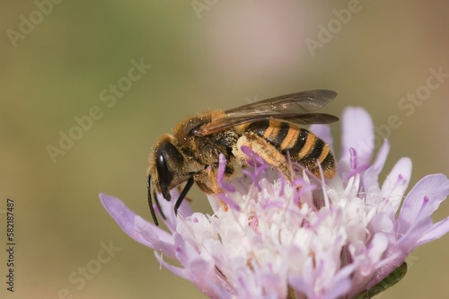 Closeup of Halictus scabiosae, the great banded furrow-bee on a flower.