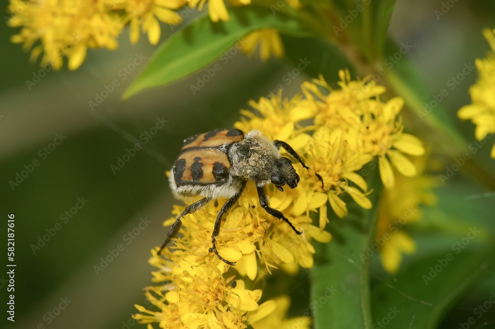 Macro shot of a Bee Beetle pollinating flowers in a garden Macro shot of a Bee Beetle pollinating flowers in a garden