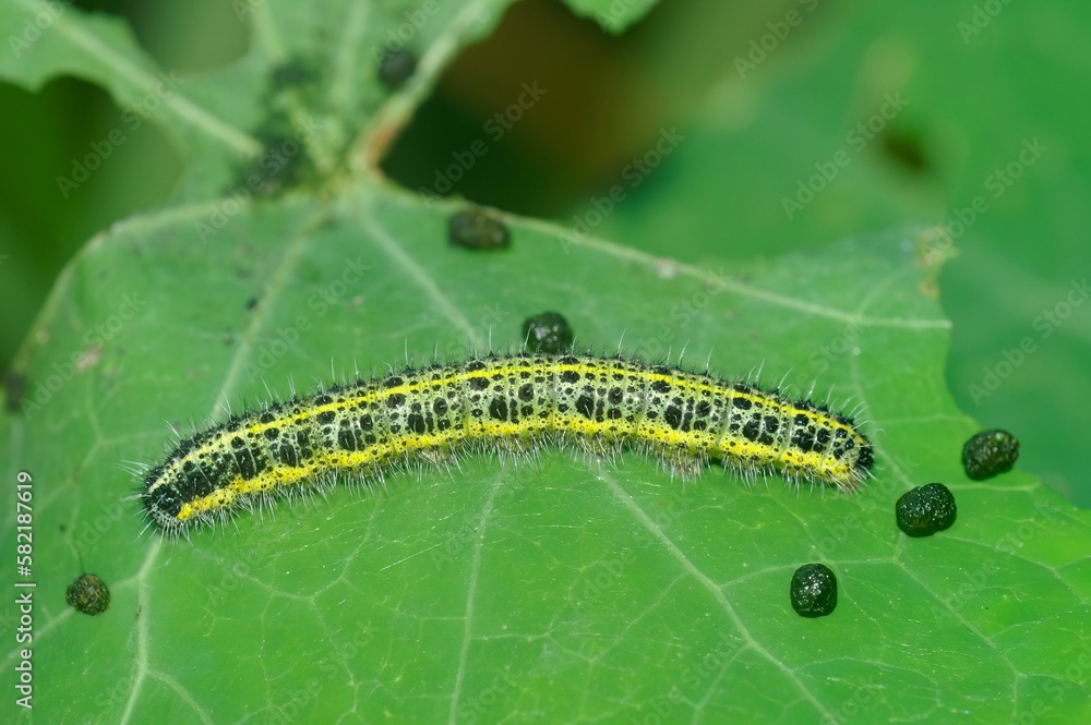 Macro shot of a Pieris worm on a green leaf Macro shot of a Pieris worm on a green leaf