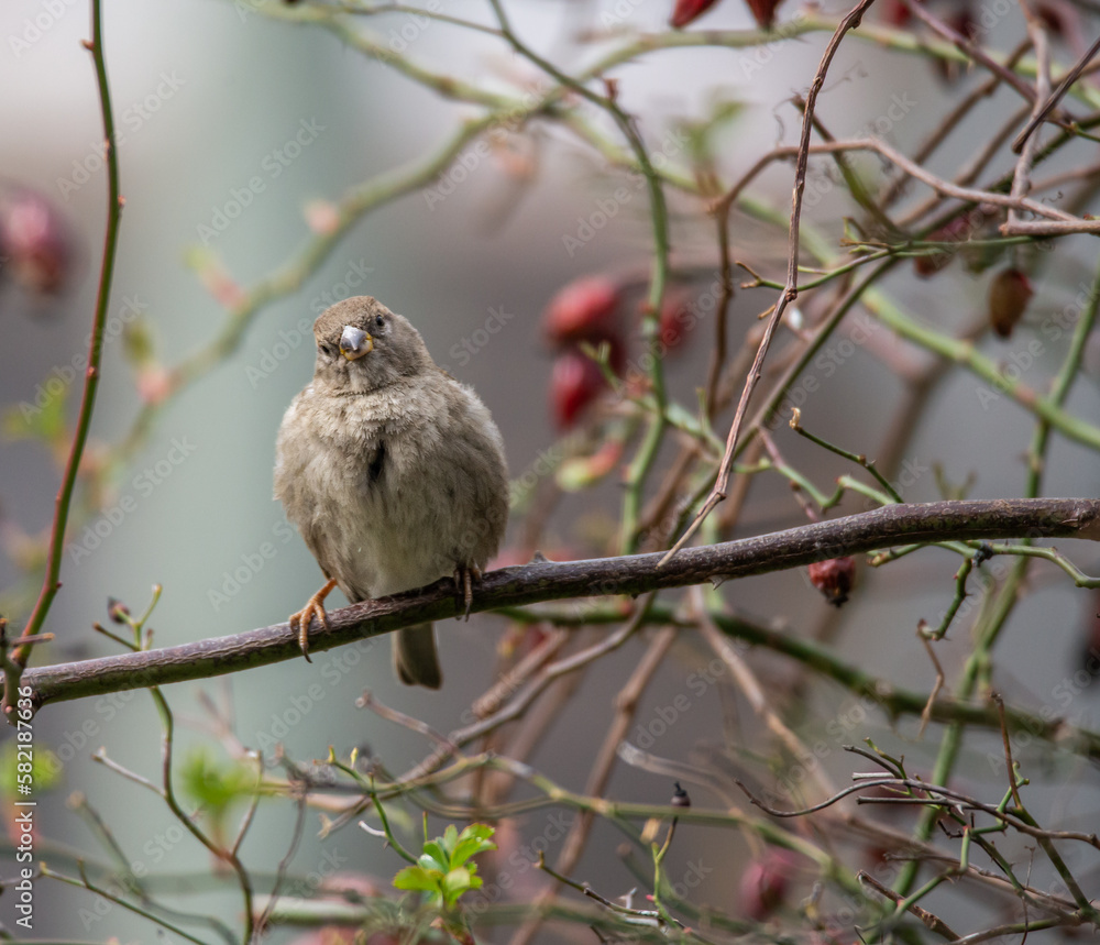 Obraz premium sparrow on rose branch