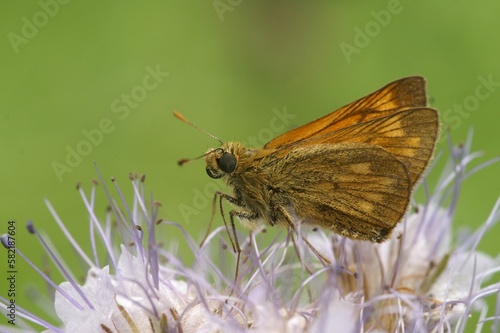 Closeup shot of an Oclodes sylvanus - large skipper butterfly on purple flowers