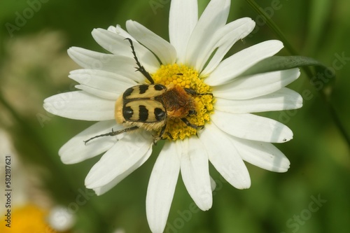 Closeup of Trichius gallicus, a yellow beetle with black stripes.