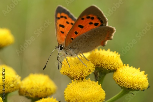 Closeup shot of a Lycaena phlaeas common copper butterfly on a yellow flower