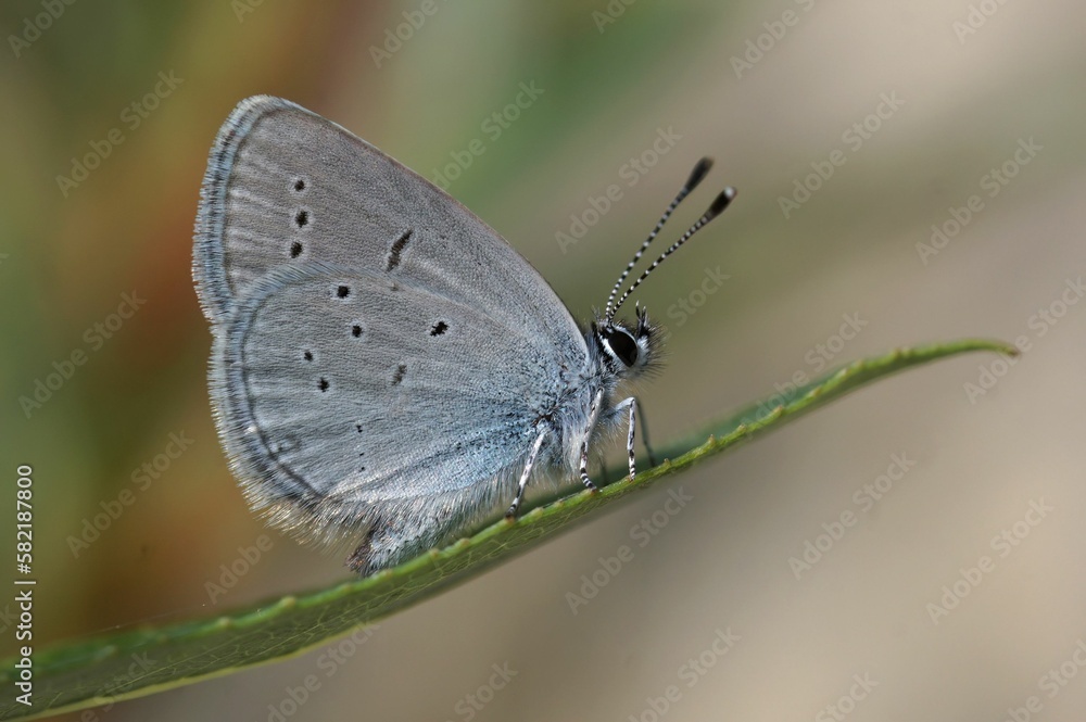 Selective focus shot of small blue butterfly (Cupido minimus) Selective focus shot of small blue butterfly (Cupido minimus)