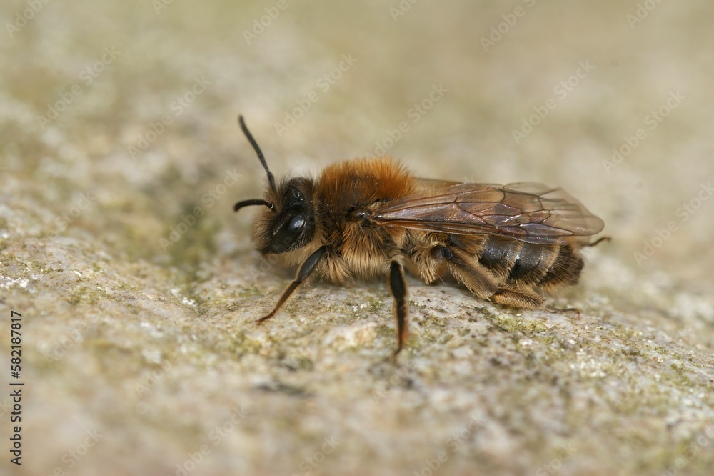 Closeup shot of a small allow mining bee ( Andrena praecox) Closeup shot of a small allow mining bee ( Andrena praecox)