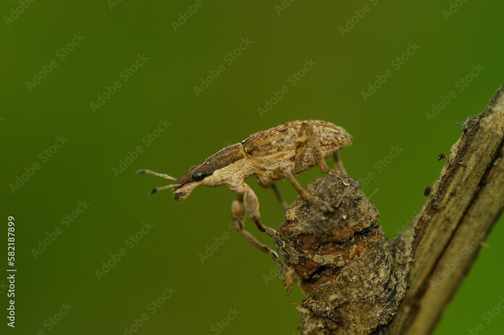 Closeup on a small brown weevil beetle, Sitona gressorius, sitting on a twig Closeup on a small brown weevil beetle, Sitona gressorius, sitting on a twig