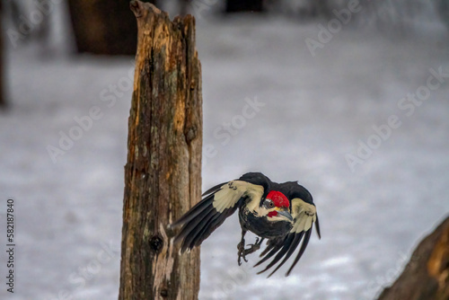 woodpecker on a tree