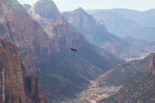 Crow flying high over Zion Canyon and angels landing in Zion National Park in Utah.