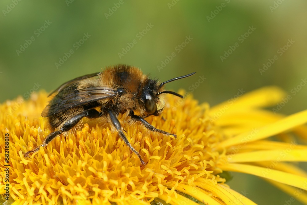 Closeup of Fork-tailed Flower Bee perched on a yelllow dandelion Closeup of Fork-tailed Flower Bee perched on a yelllow dandelion
