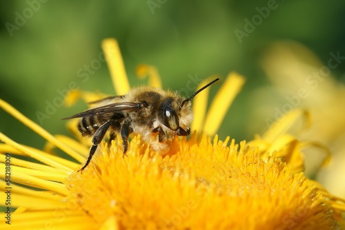 Closeup of Willughby's leaf-cutter bee perched on yellow dandelion