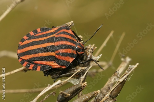 Closeup of Graphosoma lineatum shield bug in its natural habitat