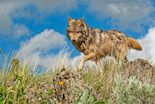 Timber wolf on Montana ridge