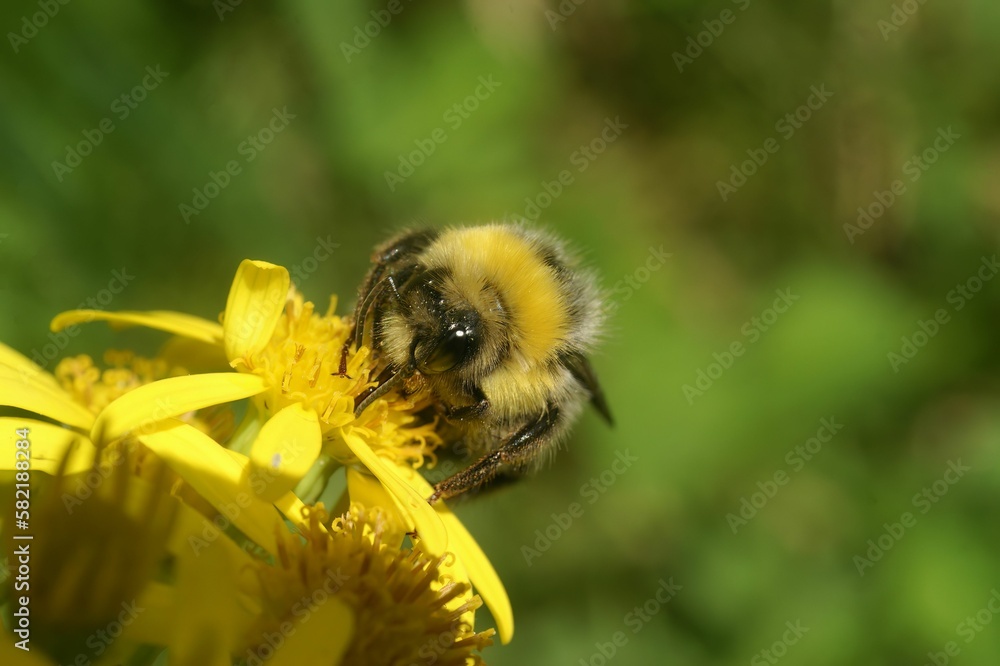 Closeup on a queen of the small garden bumblebee , Bombus hortorum on a yellow flower Closeup on a queen of the small garden bumblebee , Bombus hortorum on a yellow flower