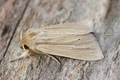 Closeup on a fresh emerged shoulder-striped wainscot moth, Leucania comma on a piece of wood. photo
