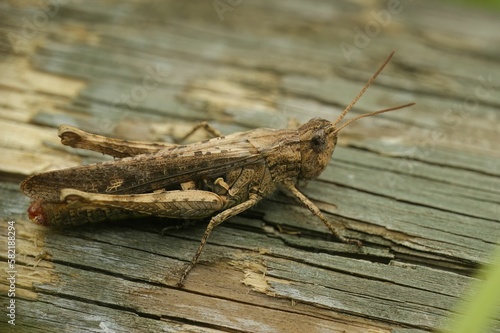 Macro shot of a Bow-winged grasshopper sitting on a wooden surface © Henk Wallays/Wirestock Creators