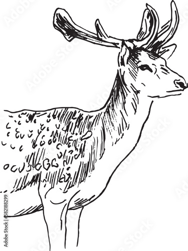 Hand sketch of a fallow deer. Vector illustration.