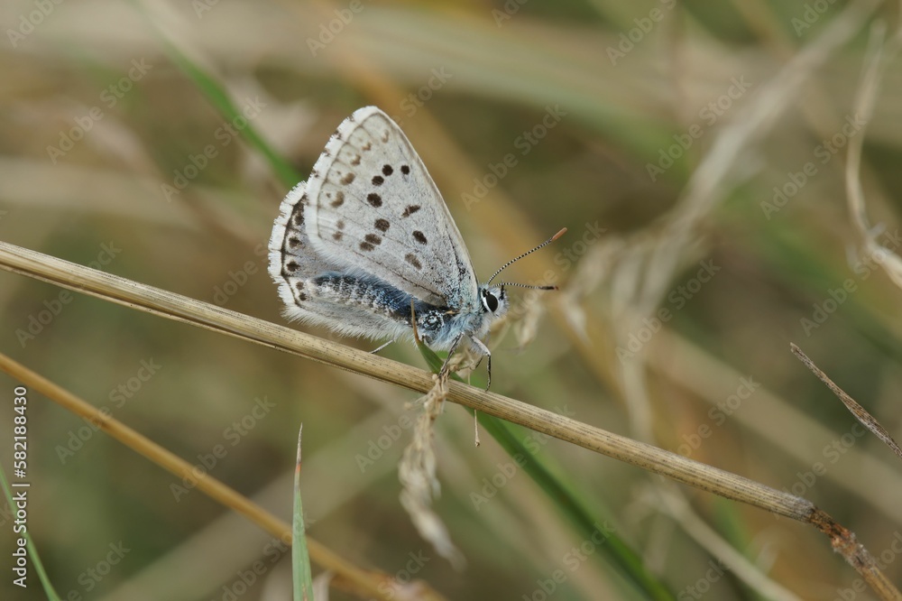 Fototapeta premium Closeup shot of the chalkhill blue butterfly (Lysandra coridon) on the blurred background
