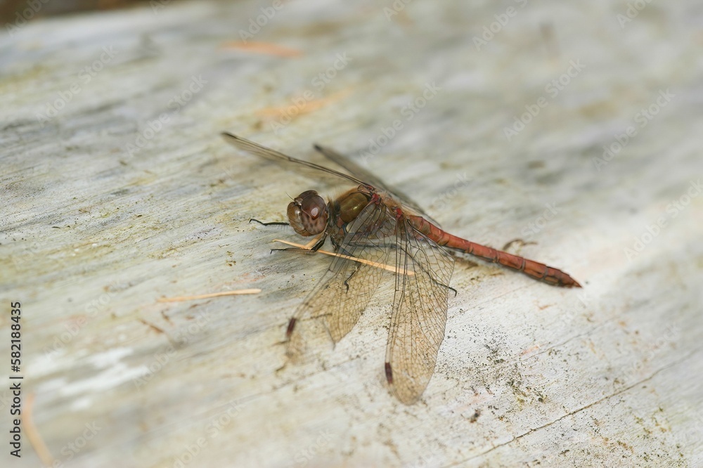 Macro shot of a Common darter (Sympetrum striolatum) on a wooden surface Macro shot of a Common darter (Sympetrum striolatum) on a wooden surface