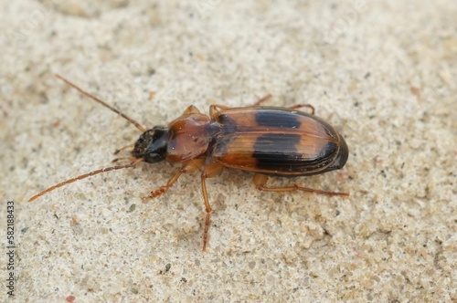 Closeup on a colorful orange small ground beetle, Badister lacertosus