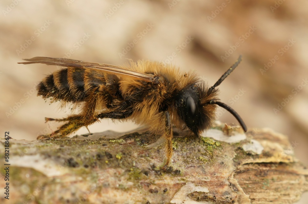 Adorable Andrena standing on the rock in closeup Adorable Andrena standing on the rock in closeup