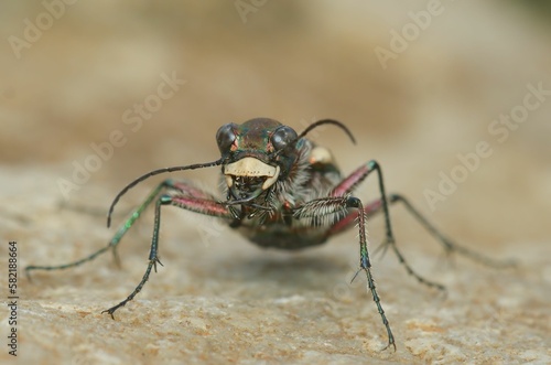 Frontal closeup on the Northern dune tiger beetle, Cicindela hybrida sitting on sandy soil