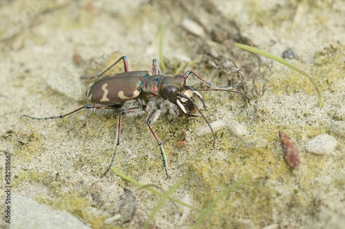 Closeup on the Northern dune tiger beetle, Cicindela hybrida sitting on sandy soil photo