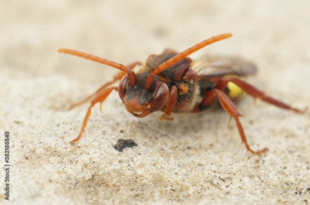 Adorable Nomada standing on the stone in closeup Adorable Nomada standing on the stone in closeup
