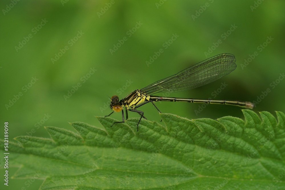 Macro shot of a red-eyed damselfly (Erythromma najas) perched on a green leaf Macro shot of a red-eyed damselfly (Erythromma najas) perched on a green leaf