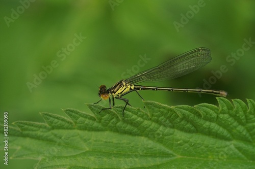 Macro shot of a red-eyed damselfly (Erythromma najas) perched on a green leaf