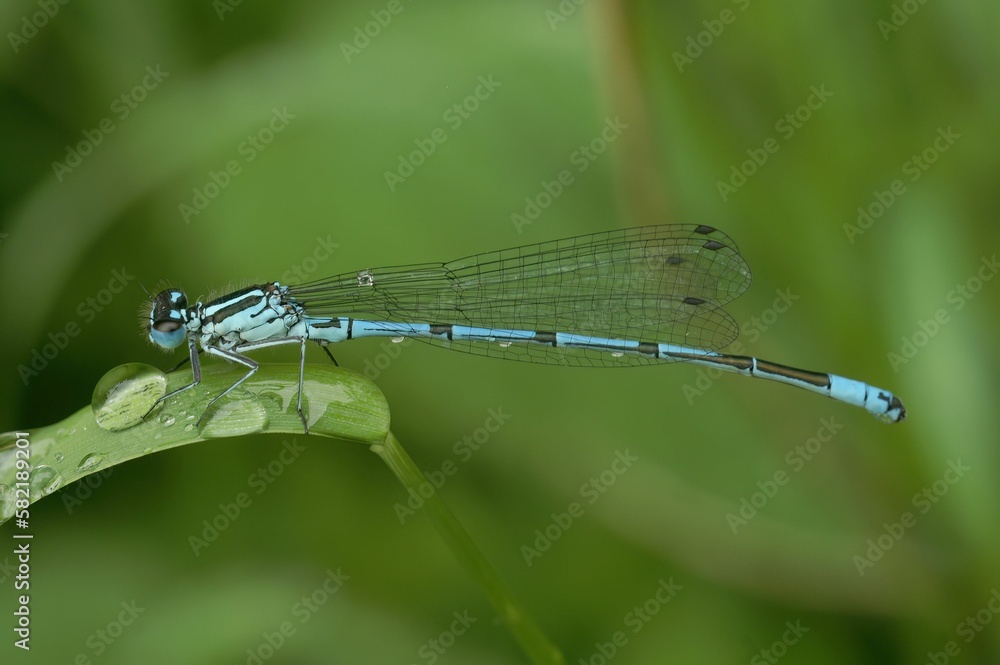 Macro of a Coenagrion puella Azure damselfly on a green leaf Macro of a Coenagrion puella Azure damselfly on a green leaf