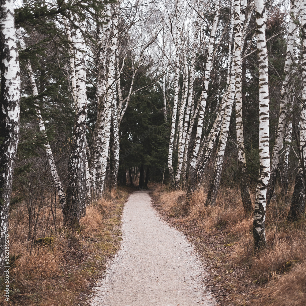 Obraz premium Wandweg durchs Moor