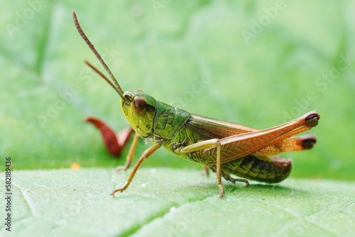 Closeup on a common European grashopper, Pseudochorthippus parallelus , sitting on a green leaf © Henk Wallays/Wirestock Creators