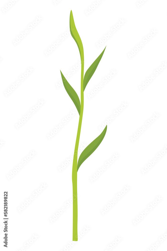 Fototapeta premium Corn growing stage. Maize growth plant isolated on white background. Farm plant evolving, development stage. Planting process