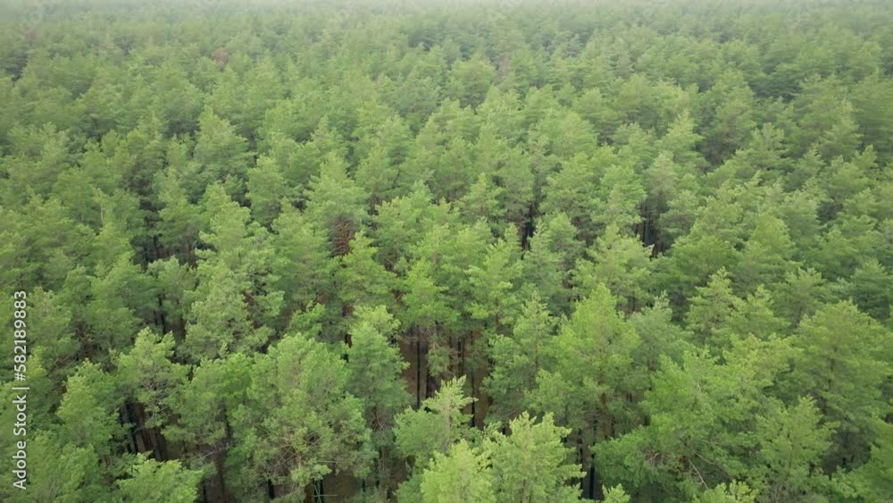Forest pine wood aerial view green tree landscape spring colorful Forest pine wood aerial view green tree landscape spring colorful