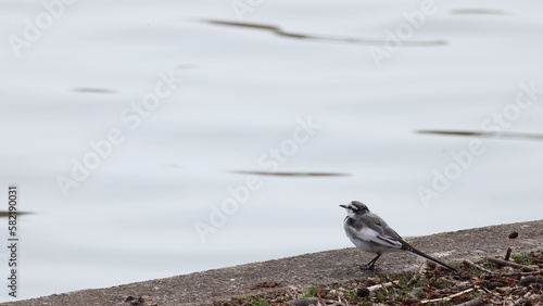 湖を見つめる小鳥