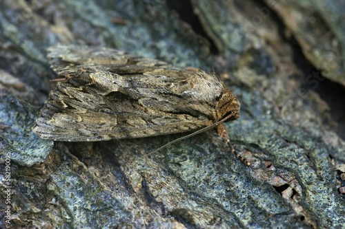 Dark arches (Apamea monoglypha) moth on a wood in closeup