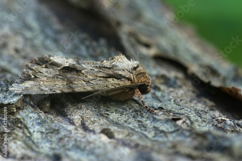 Dark arches owlet moth ( Apamea monoglypha) on a wood in closeup