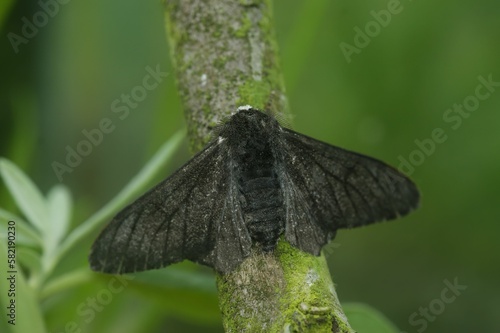 Peppered Moth (Biston betularia) on a tree branch in closeup photo