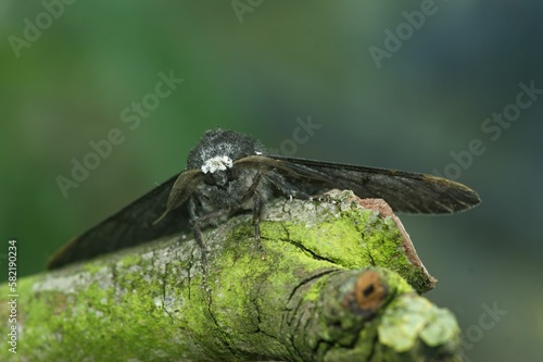 Peppered Moth (Biston betularia) on a tree branch in closeup photo