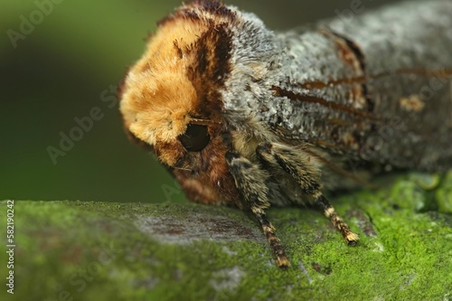 Macro shot of a buff-tip (Phalera bucephala) perched on a green leaf photo