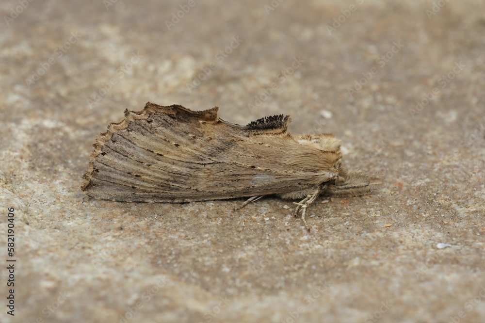 Pale prominent moth (Pterostoma palpina) on a brown surface in closeup