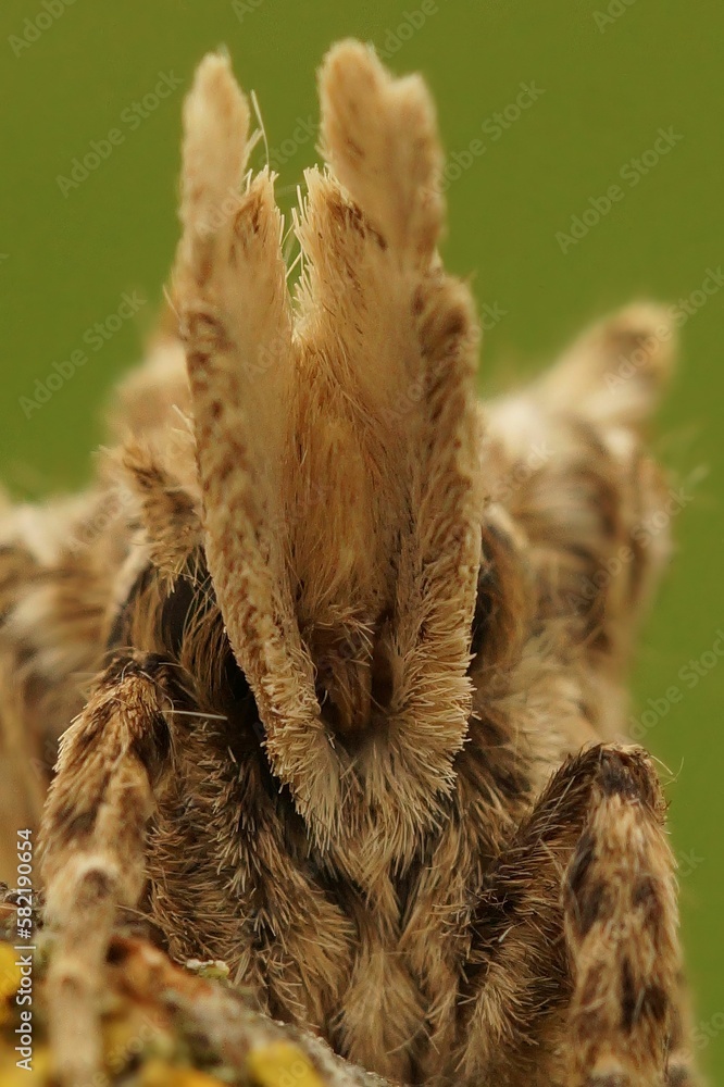 Extreme vertical closeup on the alien looking head of the Puss owlet moth, Pterostoma palpina Extreme vertical closeup on the alien looking head of the Puss owlet moth, Pterostoma palpina
