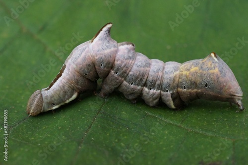 Closeup on a caterpillar of the Notodonta ziczac moth, Notodonta ziczac sitting on a green leaf photo