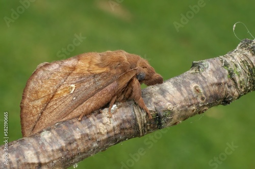 Close-up shot of a drinker moth, Euthrix potatoria sitting on a twig