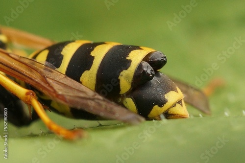 Closeup on a European paper wasp, Polistes dominulus, parasited by a Xenos vesparum, Strepsiptera