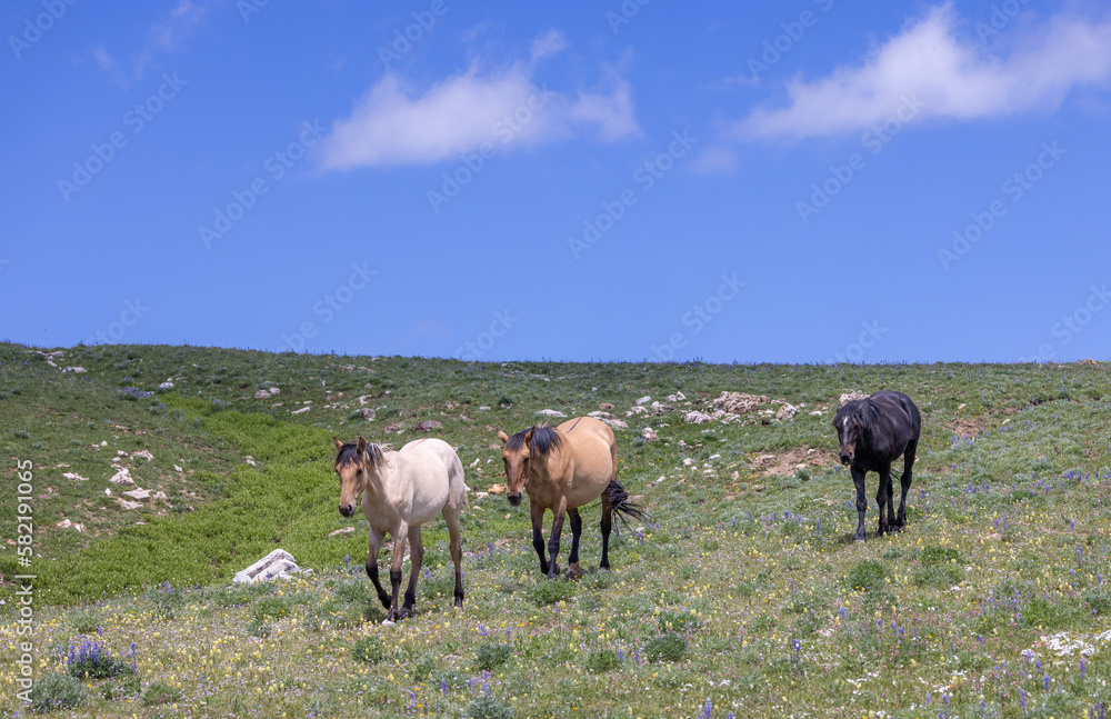 Wild Horses in the Pryor Mountains Montana in Summer Wild Horses in the Pryor Mountains Montana in Summer