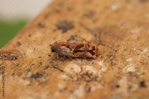 Closeup shot of the Archips oporana on a tree trunk