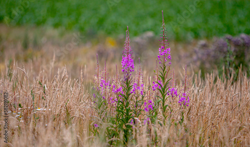 Schmalblättriges Weidenröschen (Epilobium angustifolium) photo