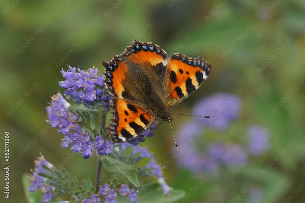 Fototapeta premium Closeup on the colorful small tortoiseshell butterfly, Aglais urticae, sitting on Carpocoris shrub