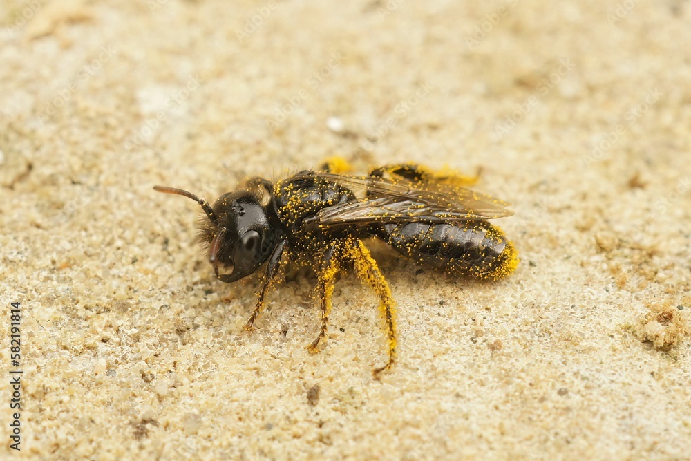 Closeup on a dark black Shaggy bee, Panurgus calcaratus, sitting on stone Closeup on a dark black Shaggy bee, Panurgus calcaratus, sitting on stone